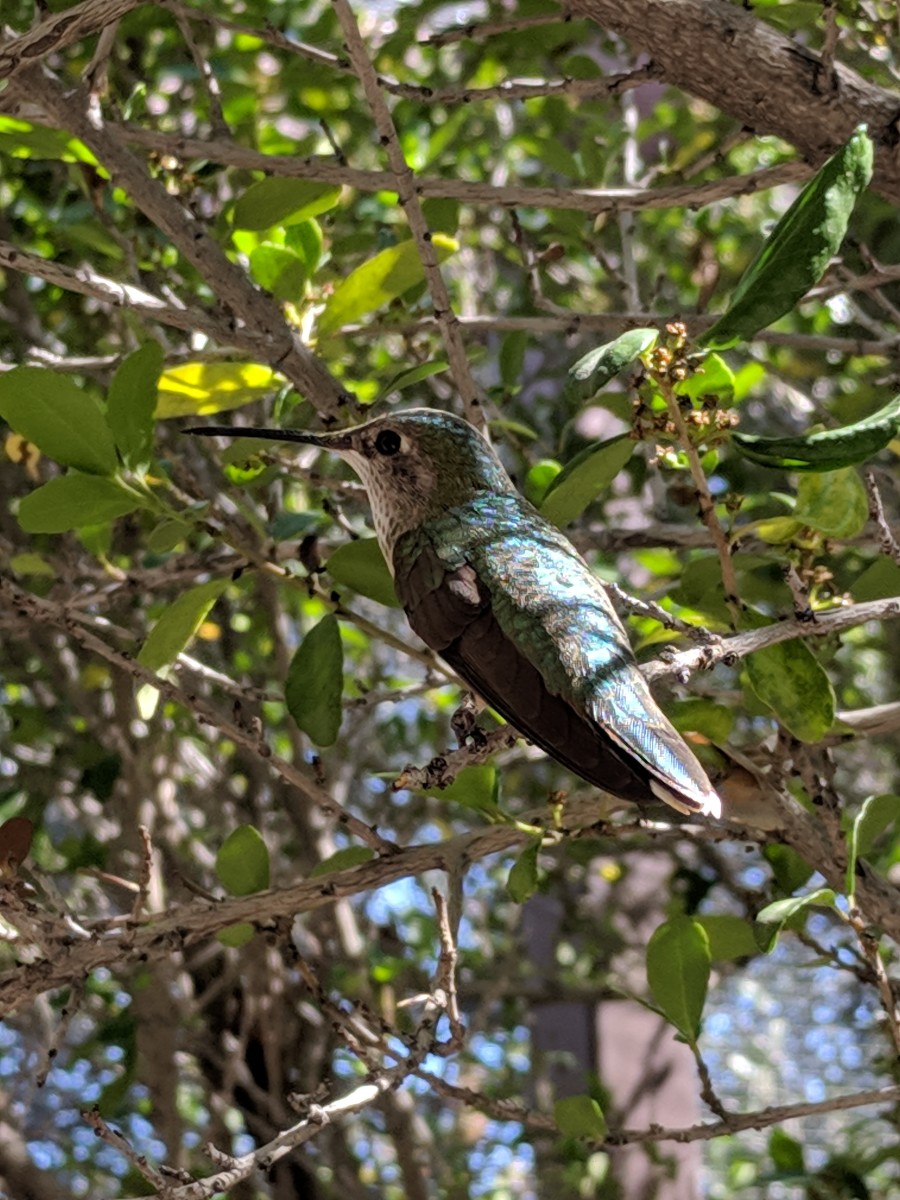 Among the Arizona-Sonora Desert Museum's numerous animal species is the Hummingbird Aviary, containing all 5 types of hummingbirds found in Arizona and Sonora.