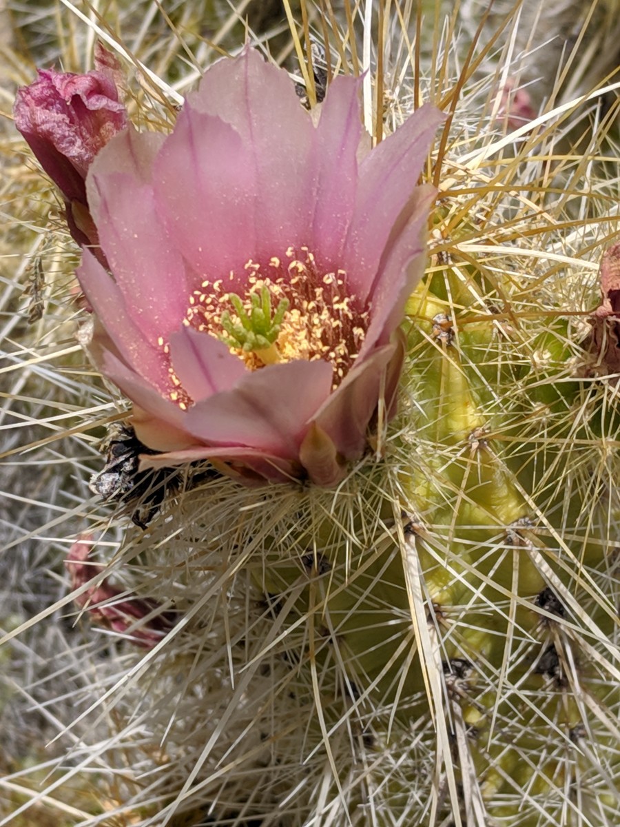 Golden Hedgehog cactus (Echinocereus nicholii) bloom in April and are native to Southern Arizona and the Mexican State of Sonora that borders Arizona on the south.