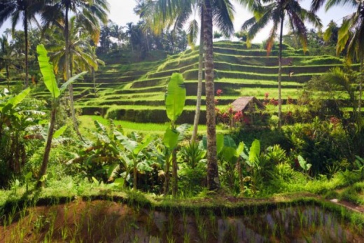what-to-do-in-ubud-bali