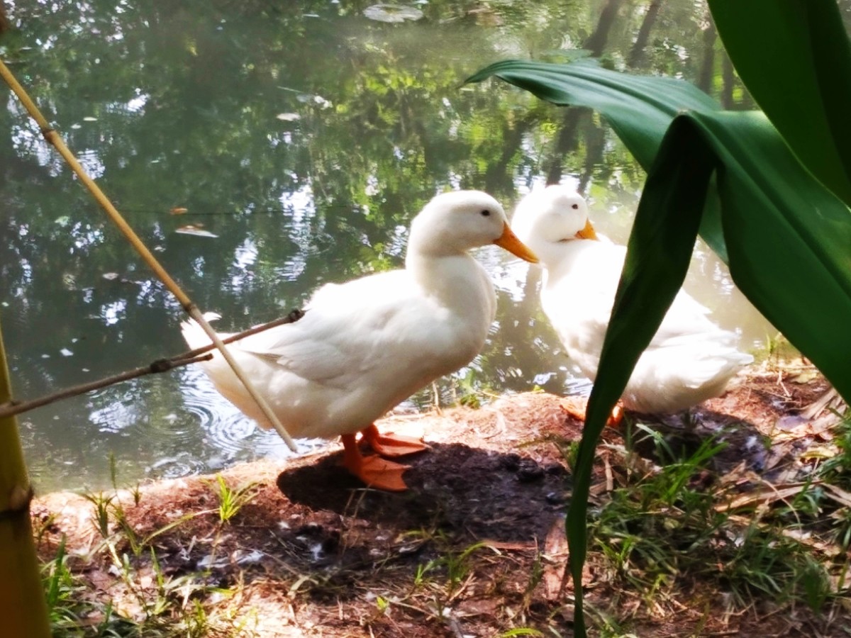 A Pair of Ducks in a Small Pond