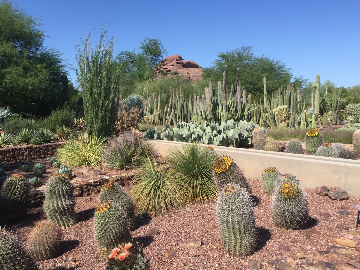 11 Amazing Things to See and Do in Phoenix, Arizona - HubPages