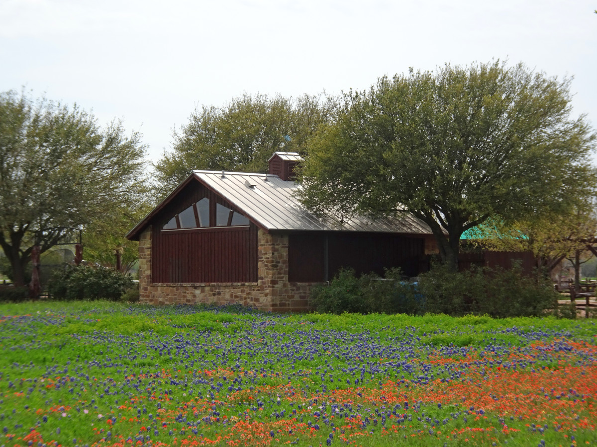 Where to Find and Other Wildflowers Near San Antonio and