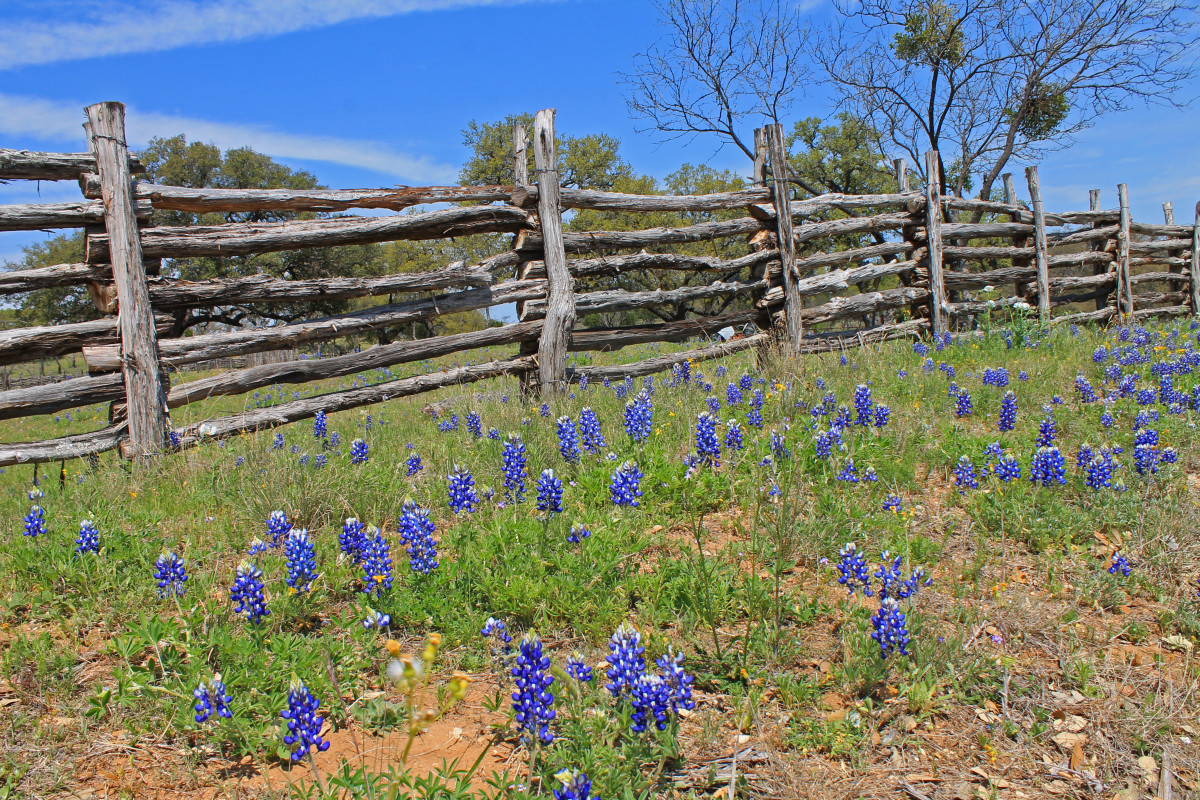 Where to Find Bluebonnets and Other Wildflowers Near San Antonio and Austin, Texas