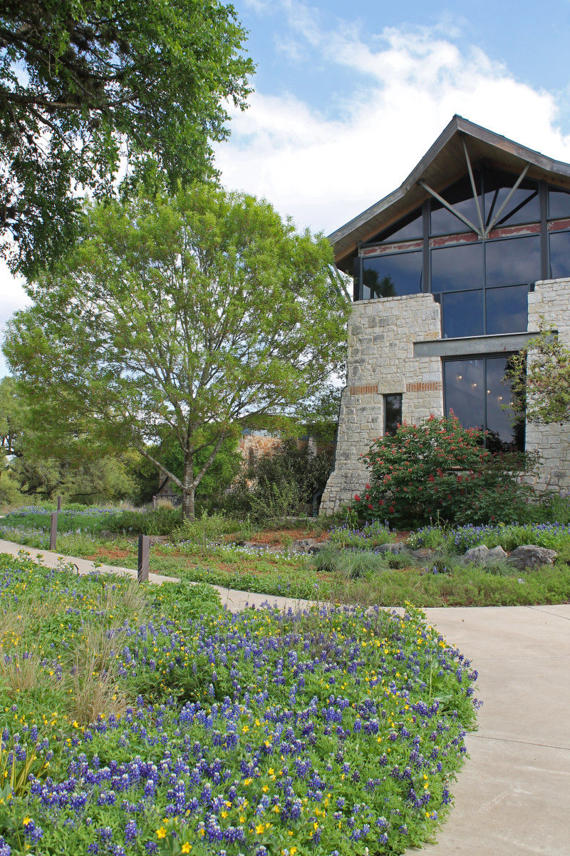 Bluebonnets line the paths at the Lady Bird Johnson Wildflower Center.