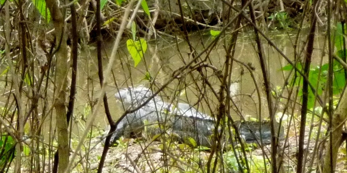 Oyster Creek Park Spectacular Beauty and Art in Sugar Land, Texas