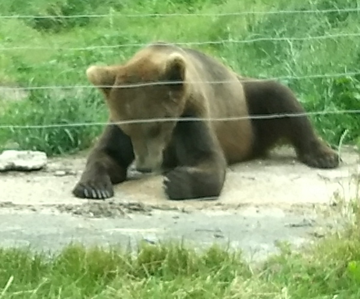 European brown bear eating at Great Adventure Six Flag's safari land