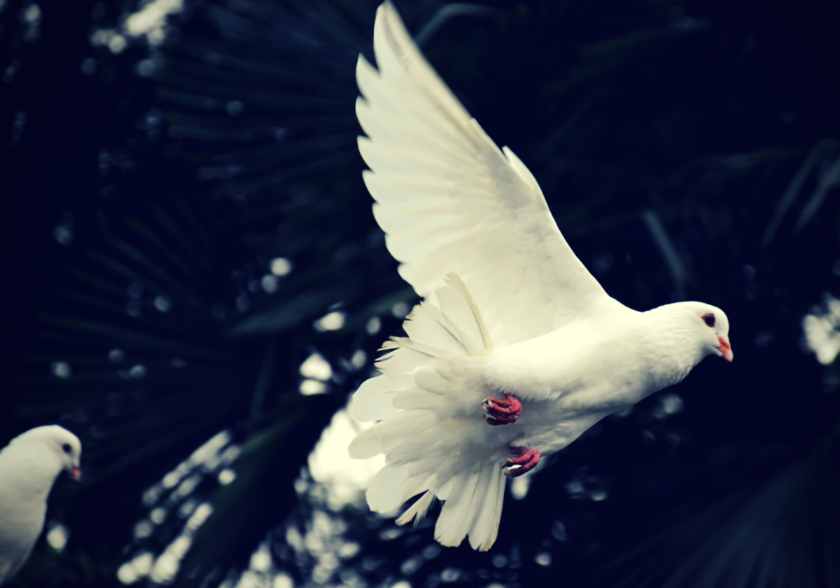 在许多文化中，鸽子一直是重要的宗教和精神象征。