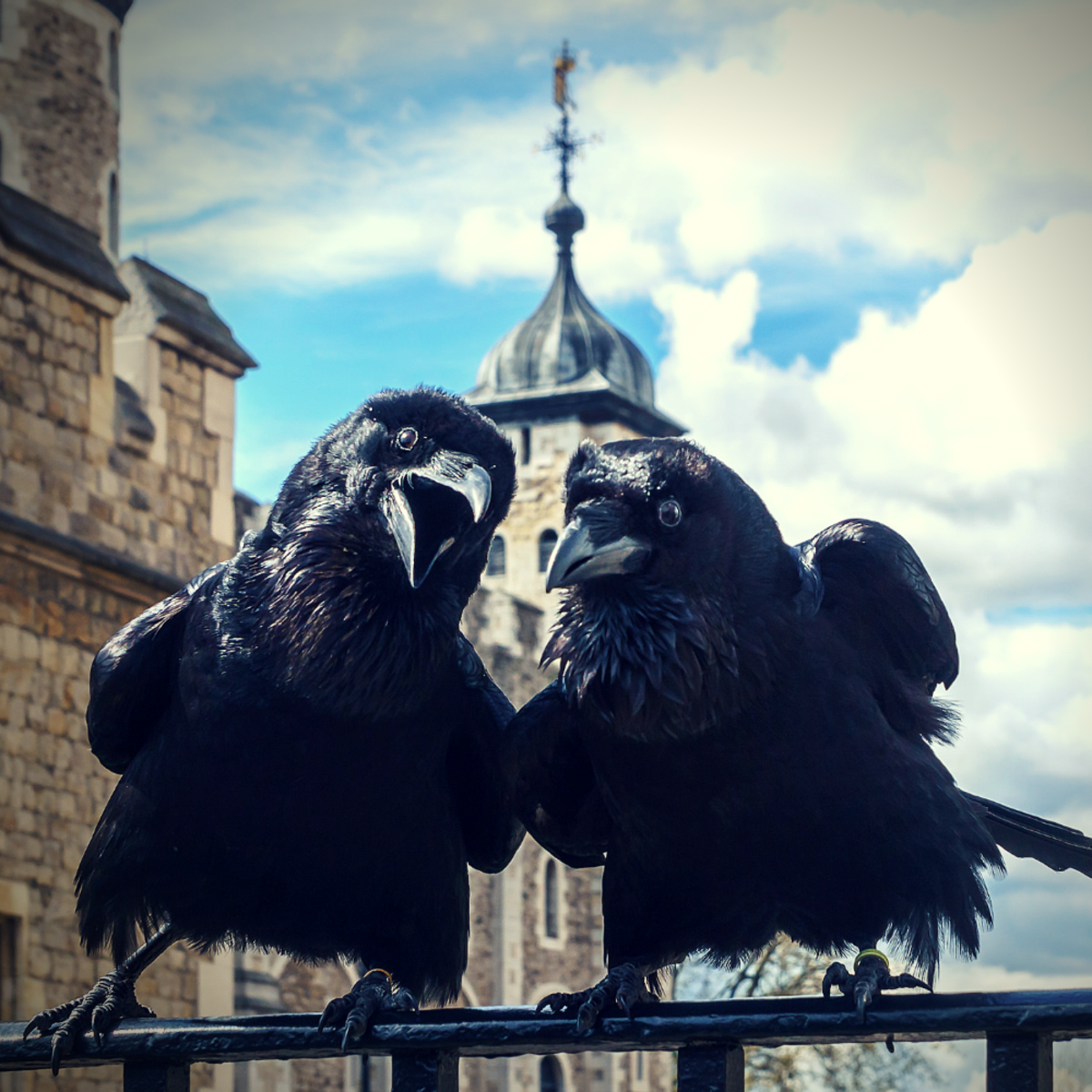 乌鸦并不总是带来坏运气。人们对伦敦塔上的幸运乌鸦非常迷信，他们会剪断这些鸟的翅膀，以确保它们永远不会离开。
