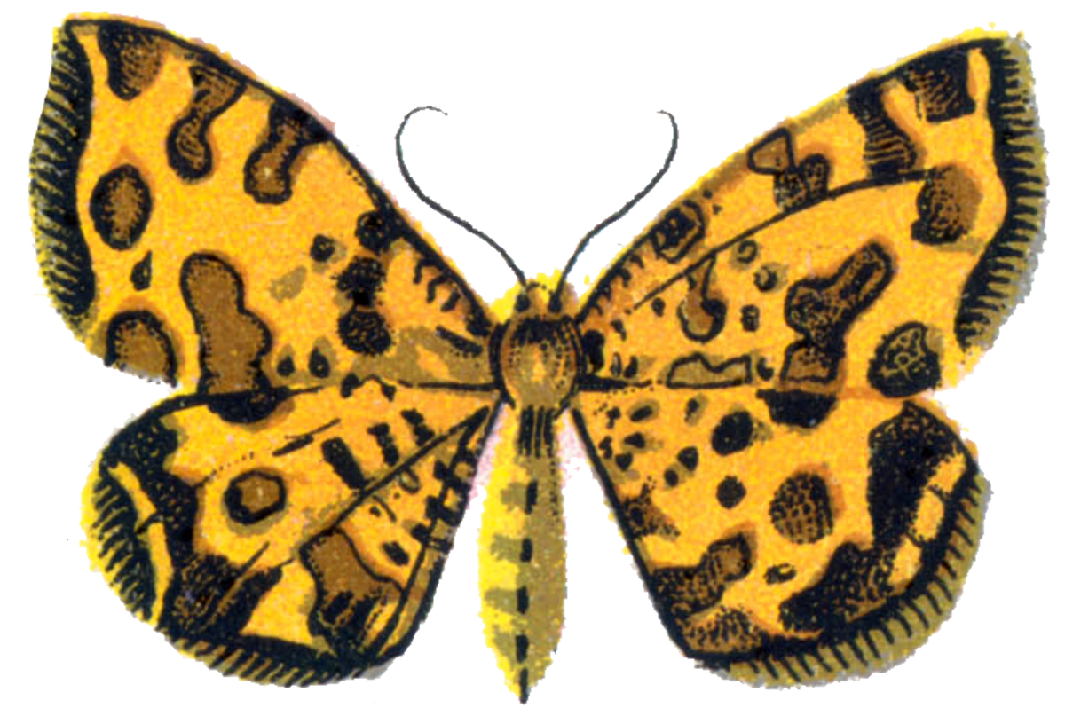 A yellow butterfly may mean a dreamer is experiencing a mood transformation or a more positive and defined sense of self.