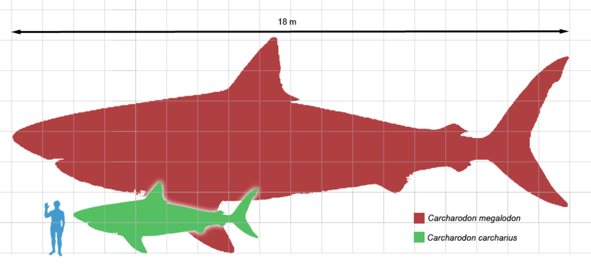How Big Was the Megalodon Shark? Here's Megalodon vs the Great White Shark.