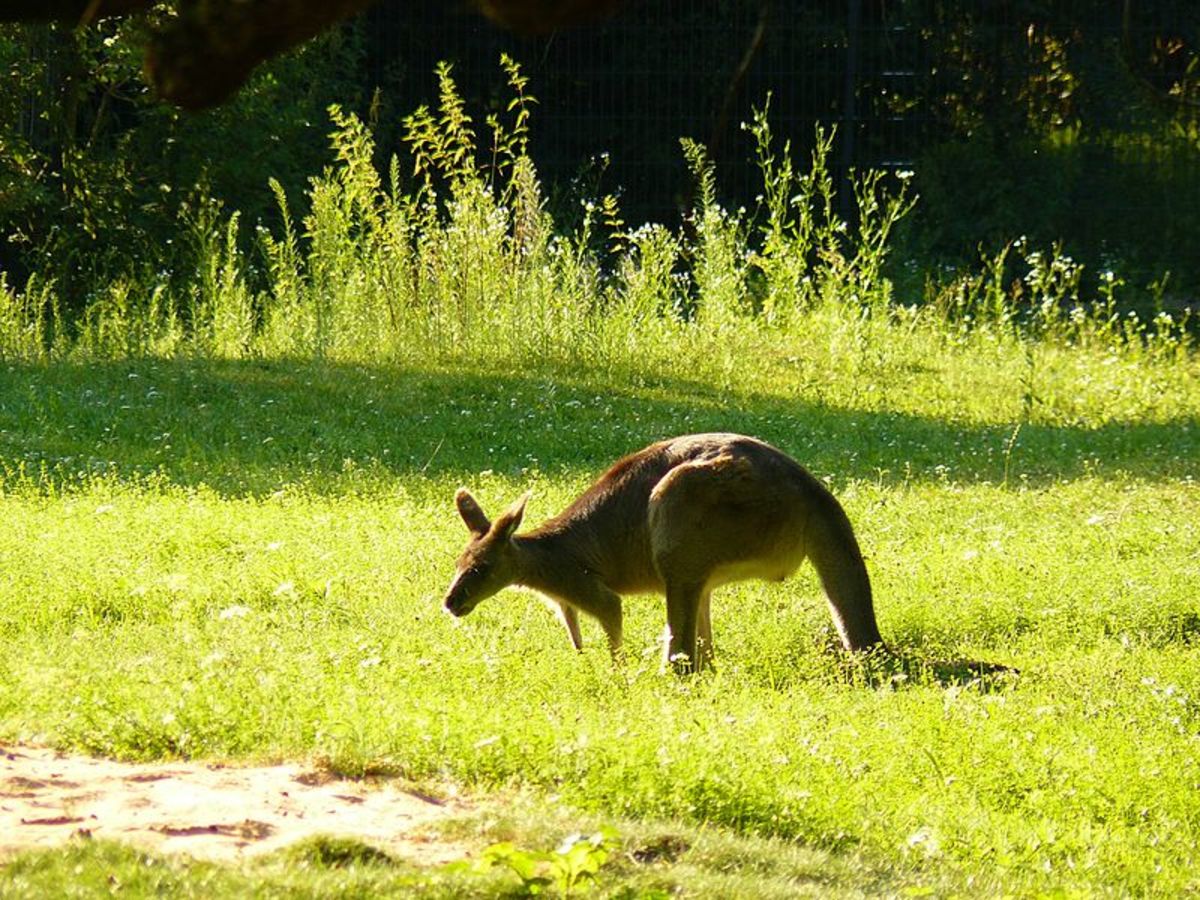 一只在田野里吃草的袋鼠和一只鹿有隐约的相似之处。