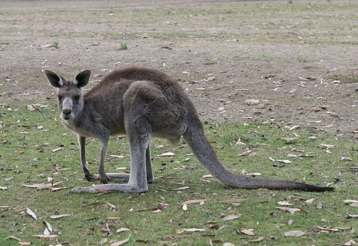 Are rare American Kangaroos simply escaped zoo animals?
