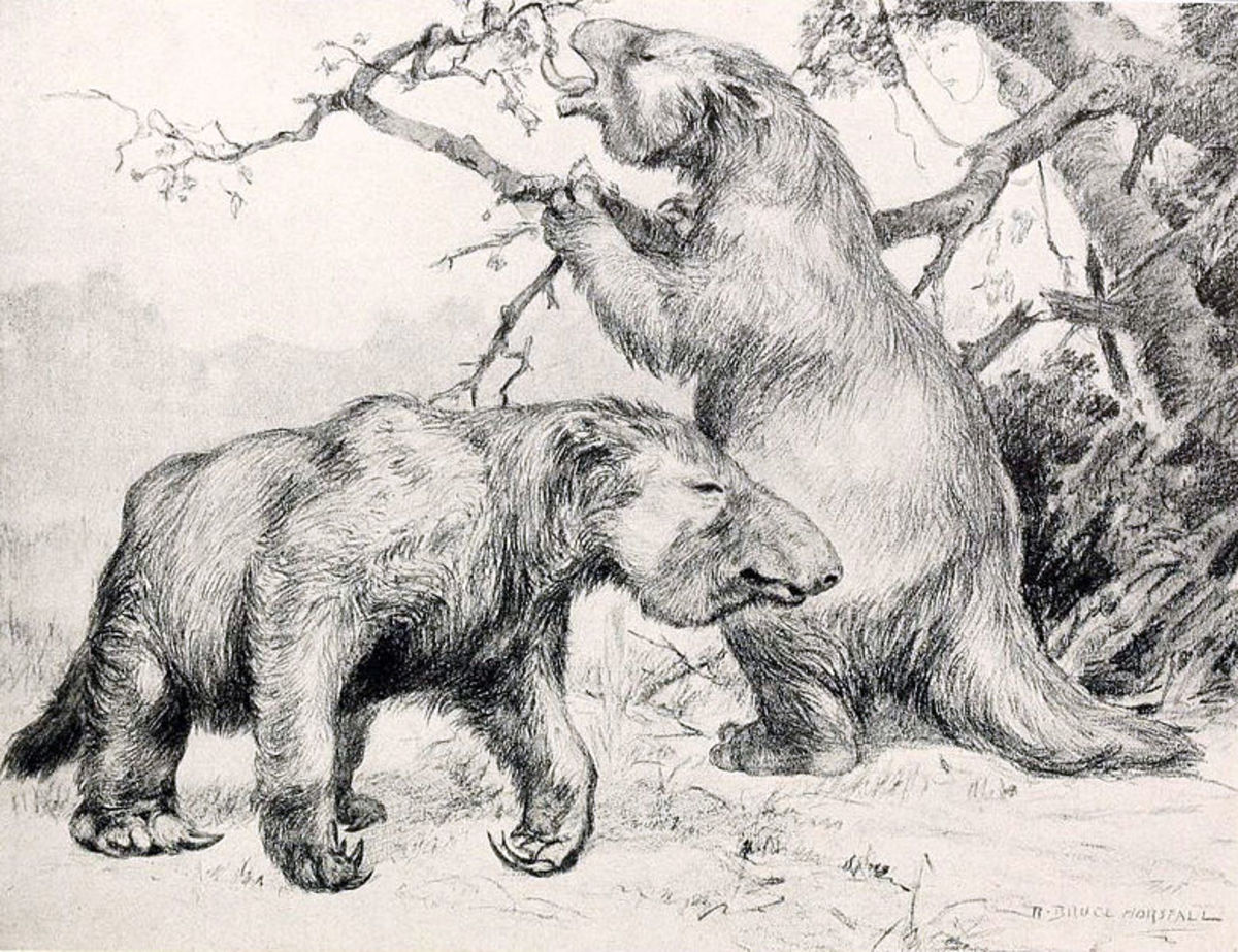 An early drawing of Megatherium