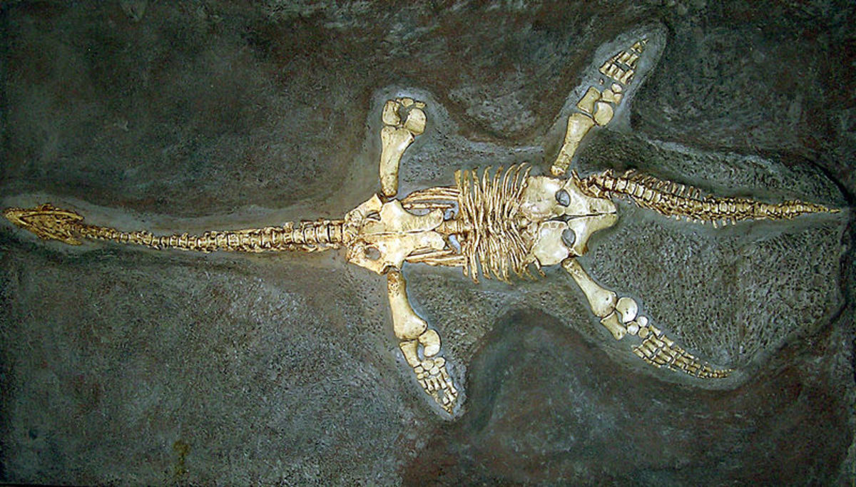 蛇颈龙在六千五百万年前和恐龙一起灭绝了。