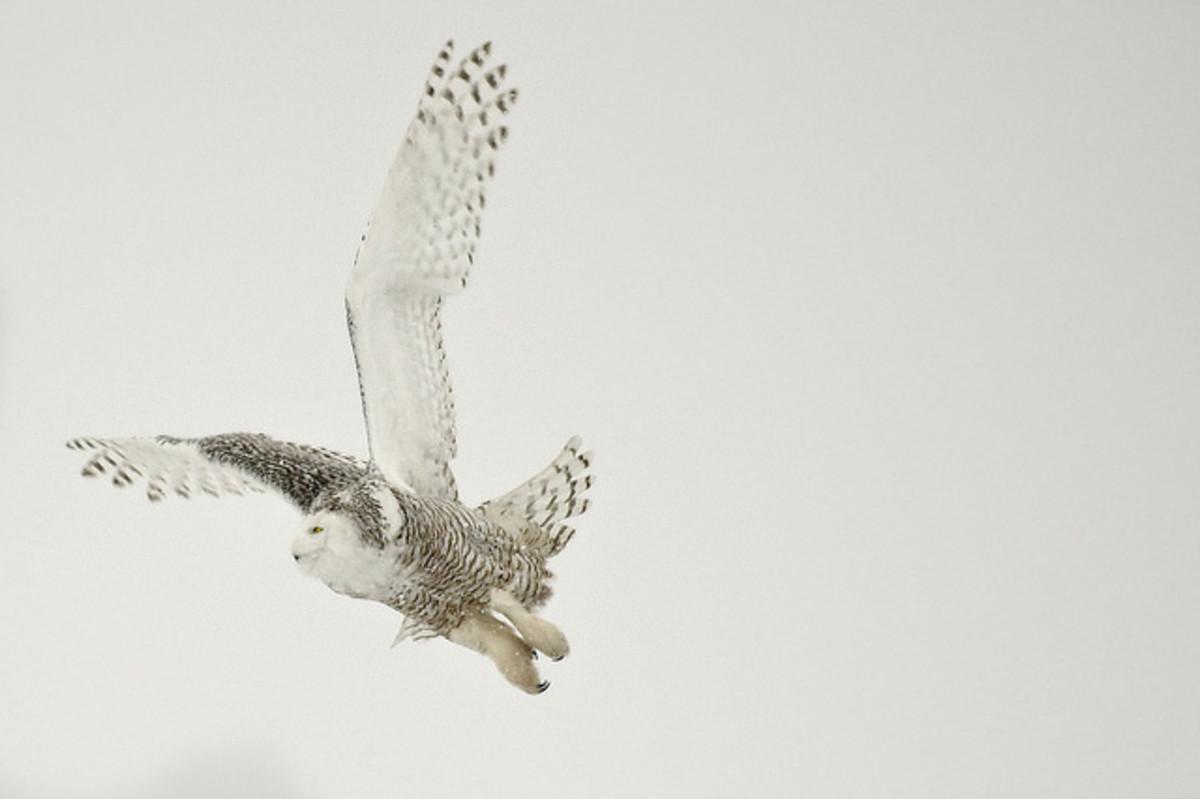 white owl flying at night