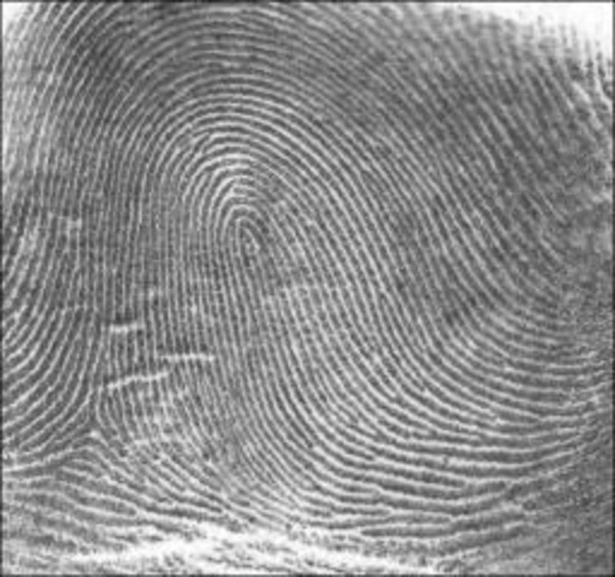 types of fingerprints and what they mean