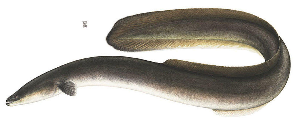一些研究者认为serpent-like北美怪物实际上可能是非常大的美国鳗鱼,或者一个新物种。