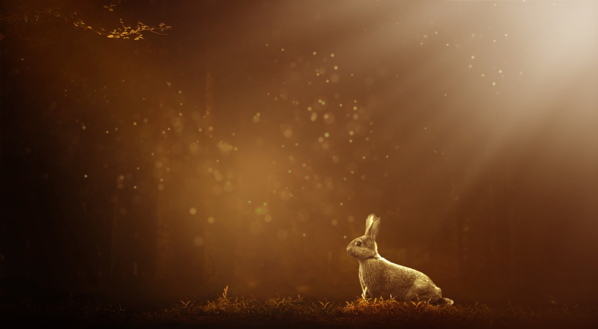 how-to-interpret-rabbits-as-dream-symbols