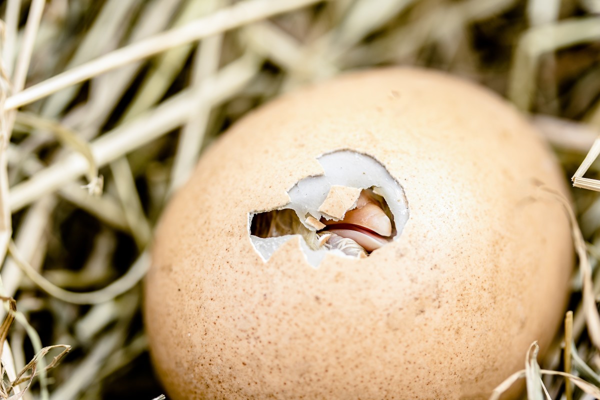 how-to-interpret-eggs-as-dream-symbols