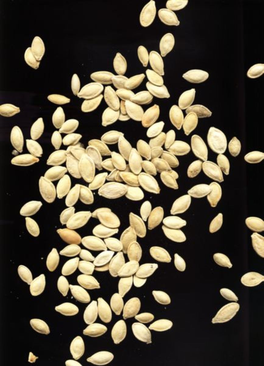 Pumpkin seeds are a key spell ingredient