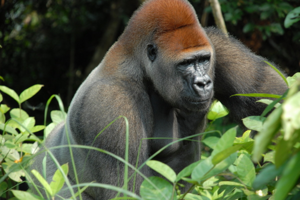 大猩猩是大型灵长类动物吃几乎完全的植被组成。