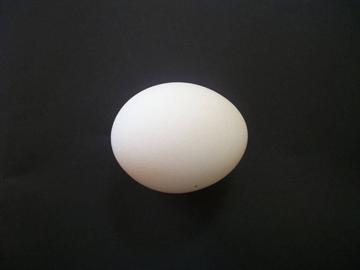 Egg is the main component of the shell