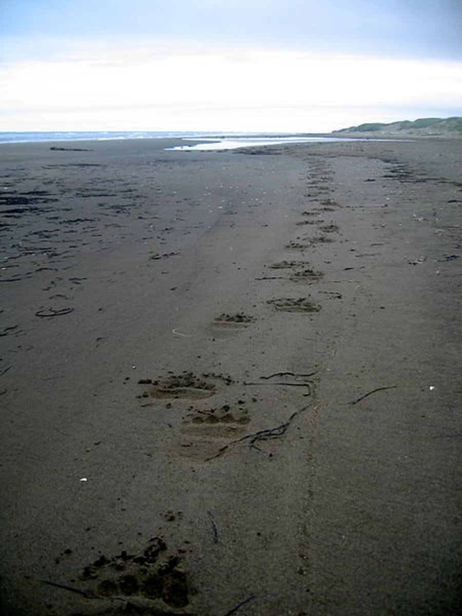 Bear prints can look remarkably human, especially once eroded and/or seen individually.