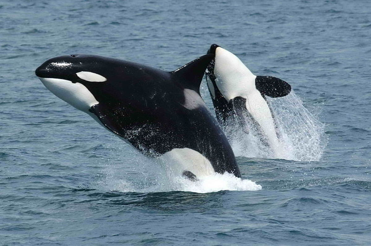 Killer whales are aggressive and intelligent hunters.