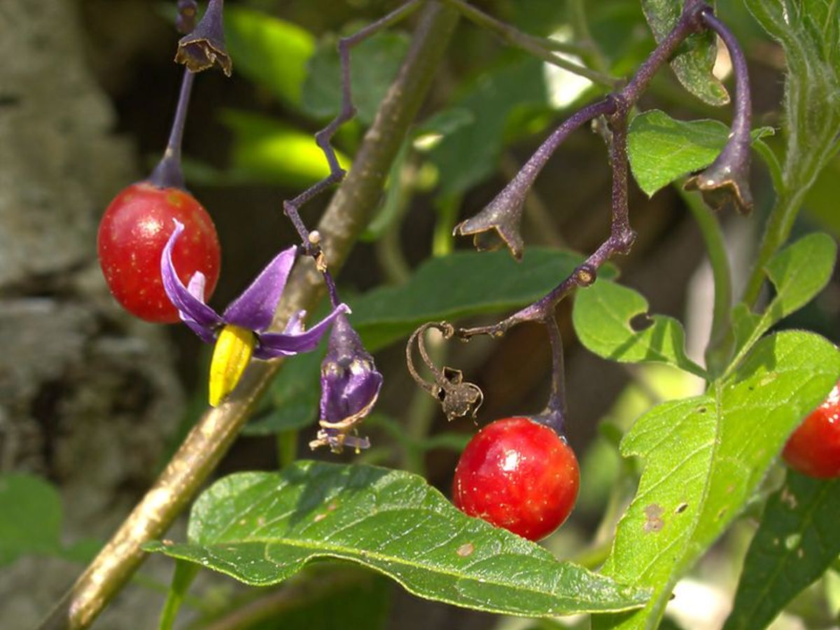 与颠茄茄属植物dulcamara有时是令人困惑,因为它也被称为“茄属植物。这是相关但不相同的植物。顺便说一下,这个工厂也是剧毒。