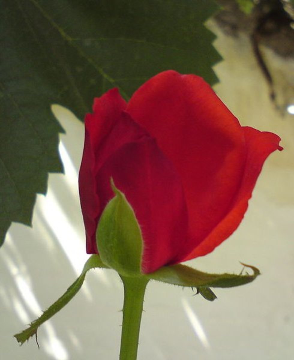 红玫瑰是激情的象征。＂decoding=