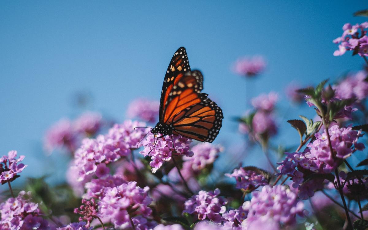 Butterflies are symbols of reincarnation.