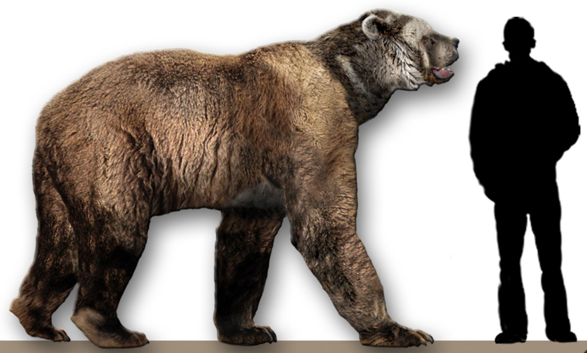 Giant Short-faced Bear Arctodus Simus  Compared to Human