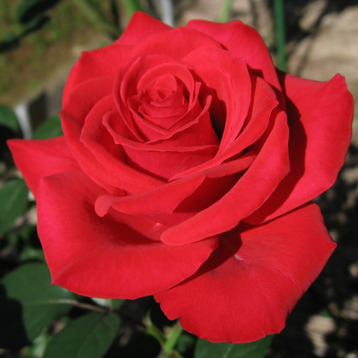 玫瑰是一种著名的爱情魔法植物。