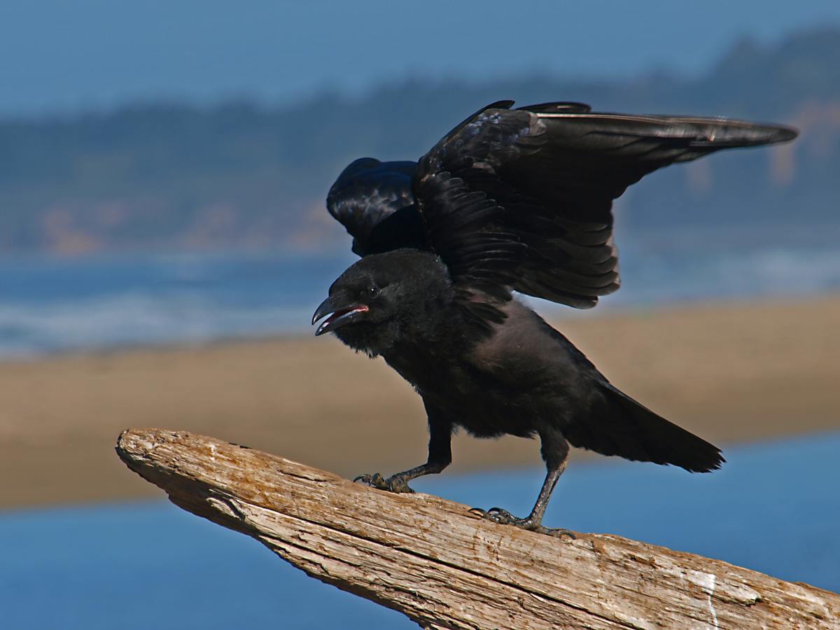 the-magic-of-the-morrigan-badb-the-battle-crow