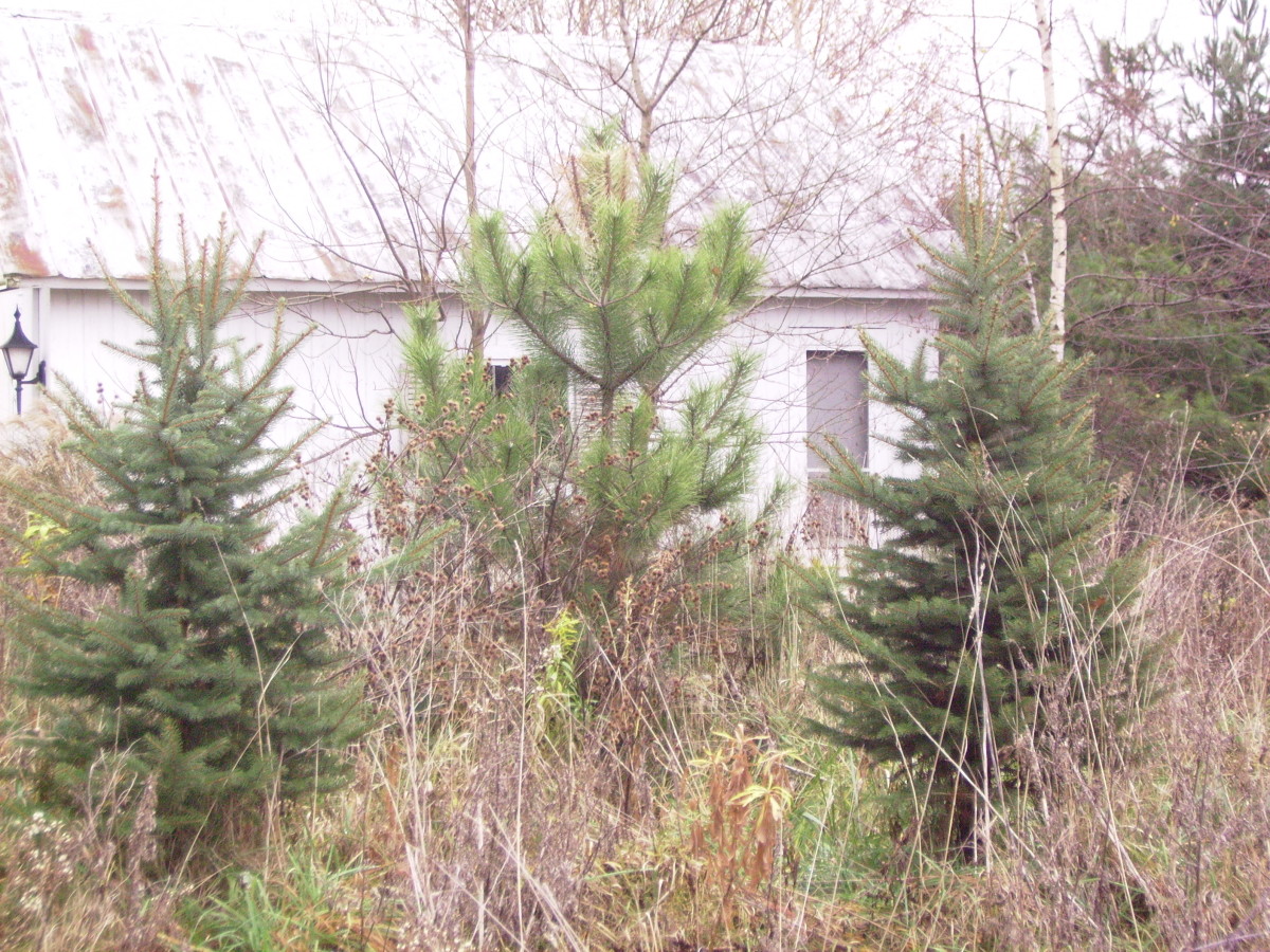 This is another view of the shed, which also shows how overgrown the yard had become after years of abandonment.
