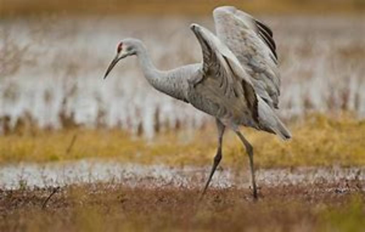 The sandhill crane has many of the characteristic attributed to the Mothman.