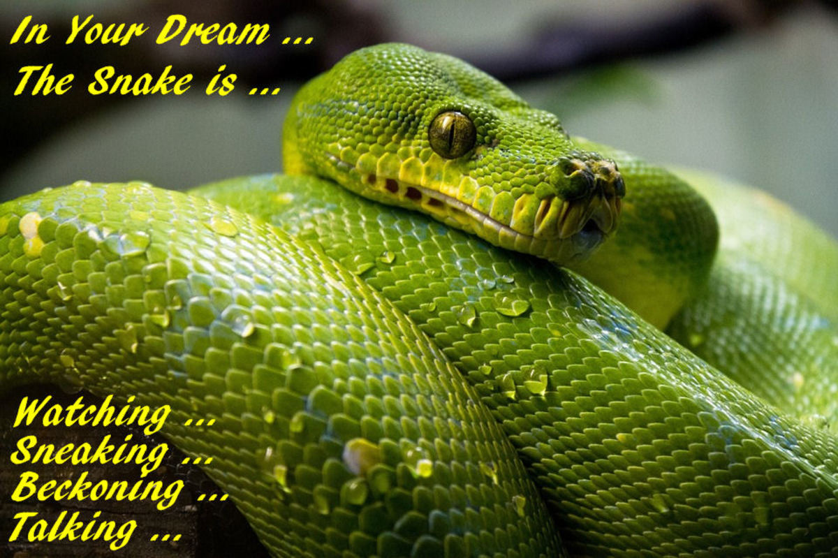 梦中的蛇注视着