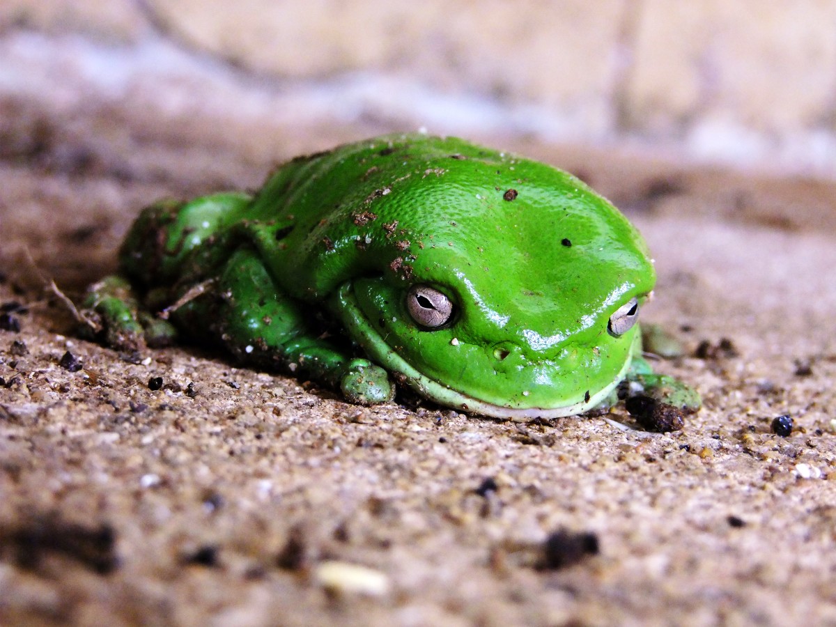 how-to-interpret-frogs-as-dream-symbols