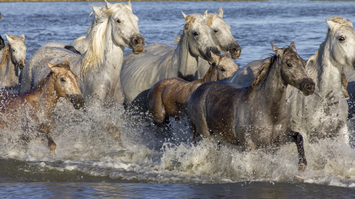 Wild horses of the Camargue
