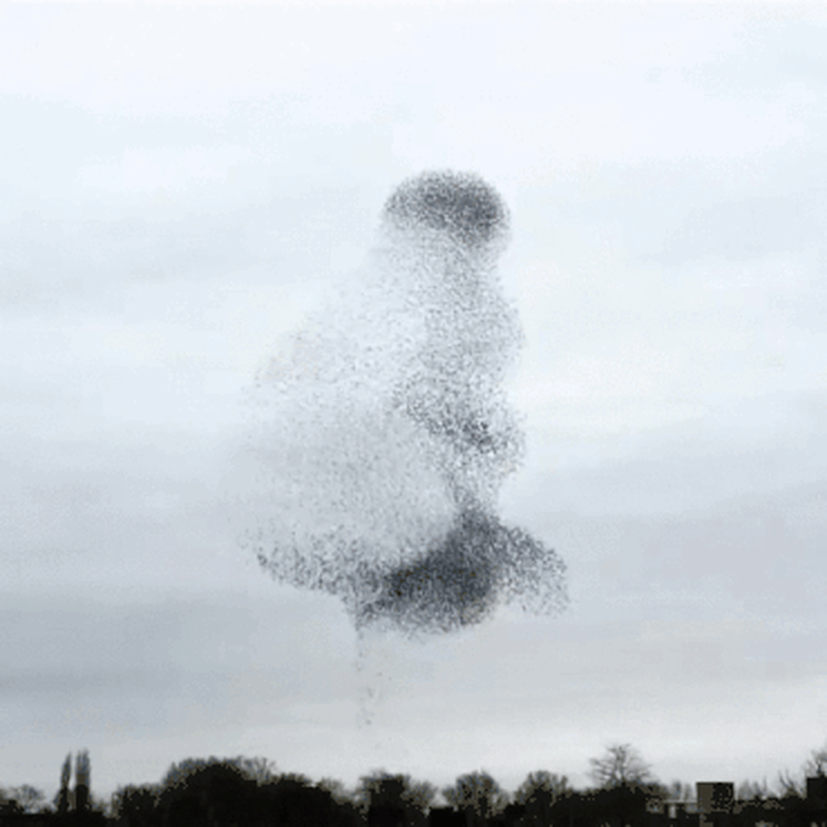 A flock of starlings in a murmuration: What does it mean? These flying patterns are more akin to physics than biology, but scientists still don't know how the birds can do it!