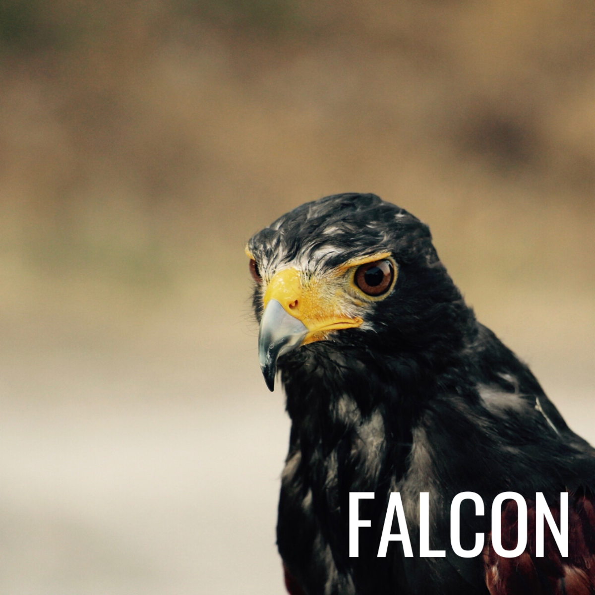 Falcons represent endurance, survival, and nobility.