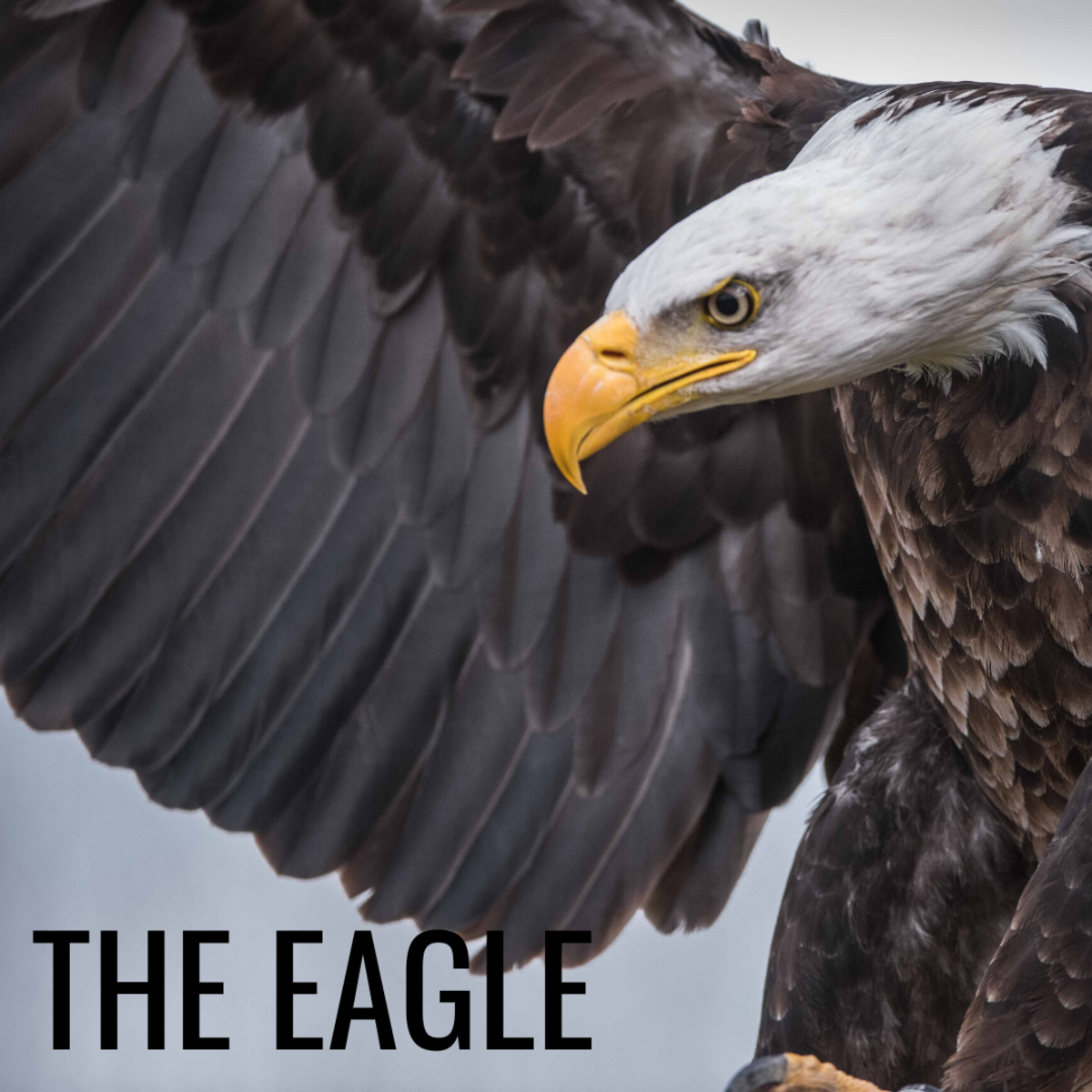 鹰象征着自由、长寿和力量。