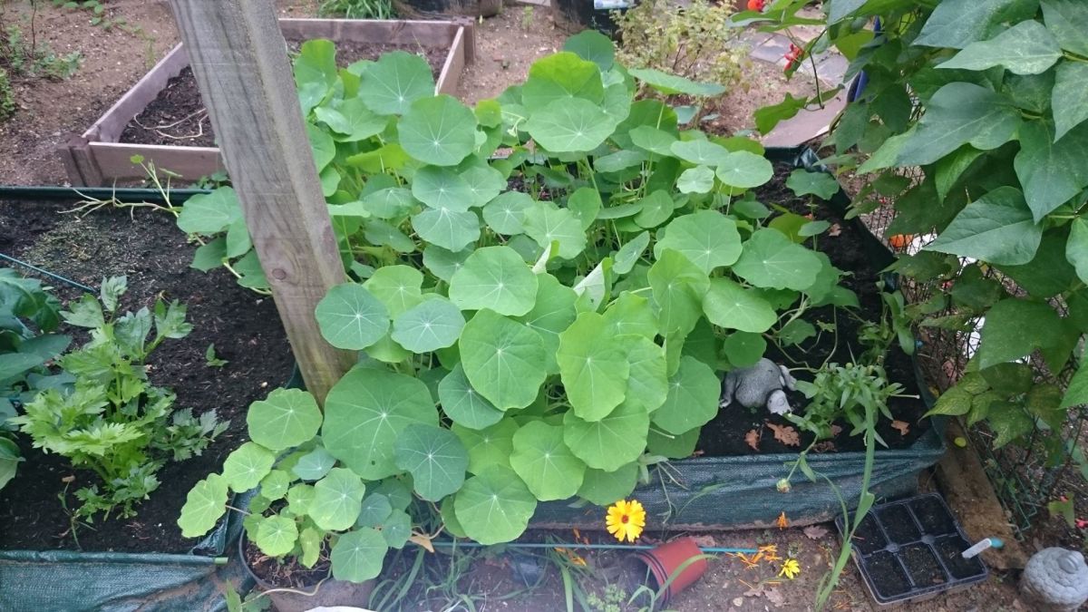 Many plants, such as these nasturtium thrive in contianers
