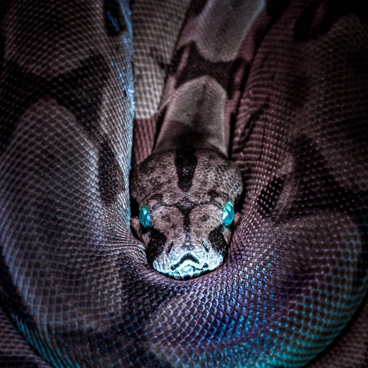 对蛇的极度恐惧可能被临床诊断为恐蛇症。