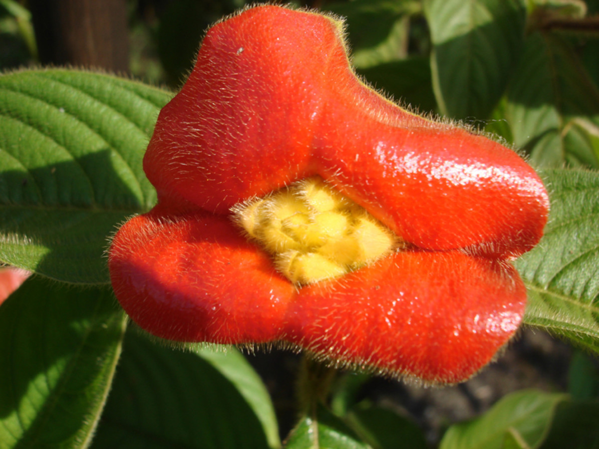 Commonly known as labios de puta (Psychotria poeppigiana), this flower can be found on treks in the wild in mountainous forests and it can also be in tropical gardens.