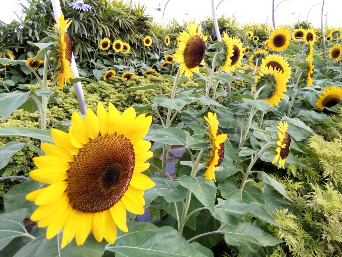 Sunflower Garden at Changi Airport