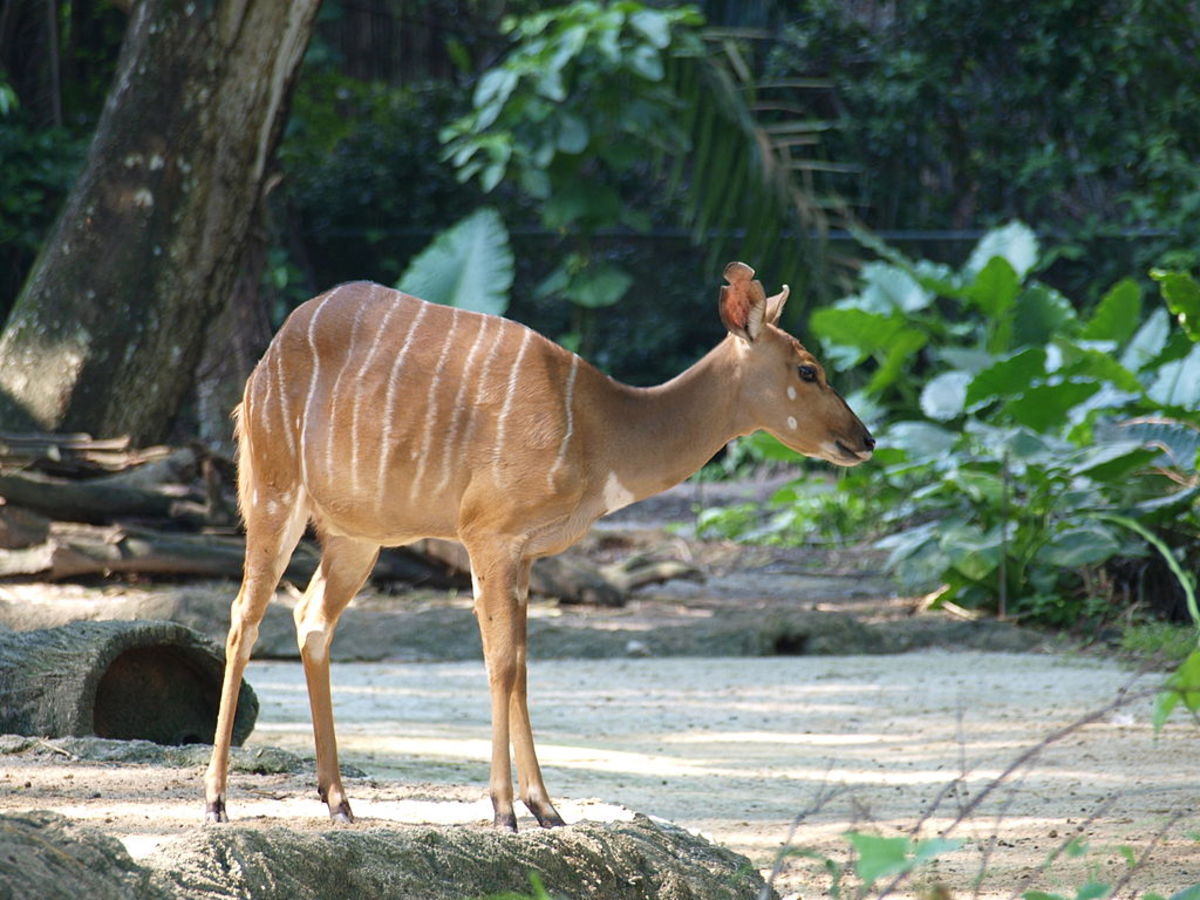 At the Singapore Zoo