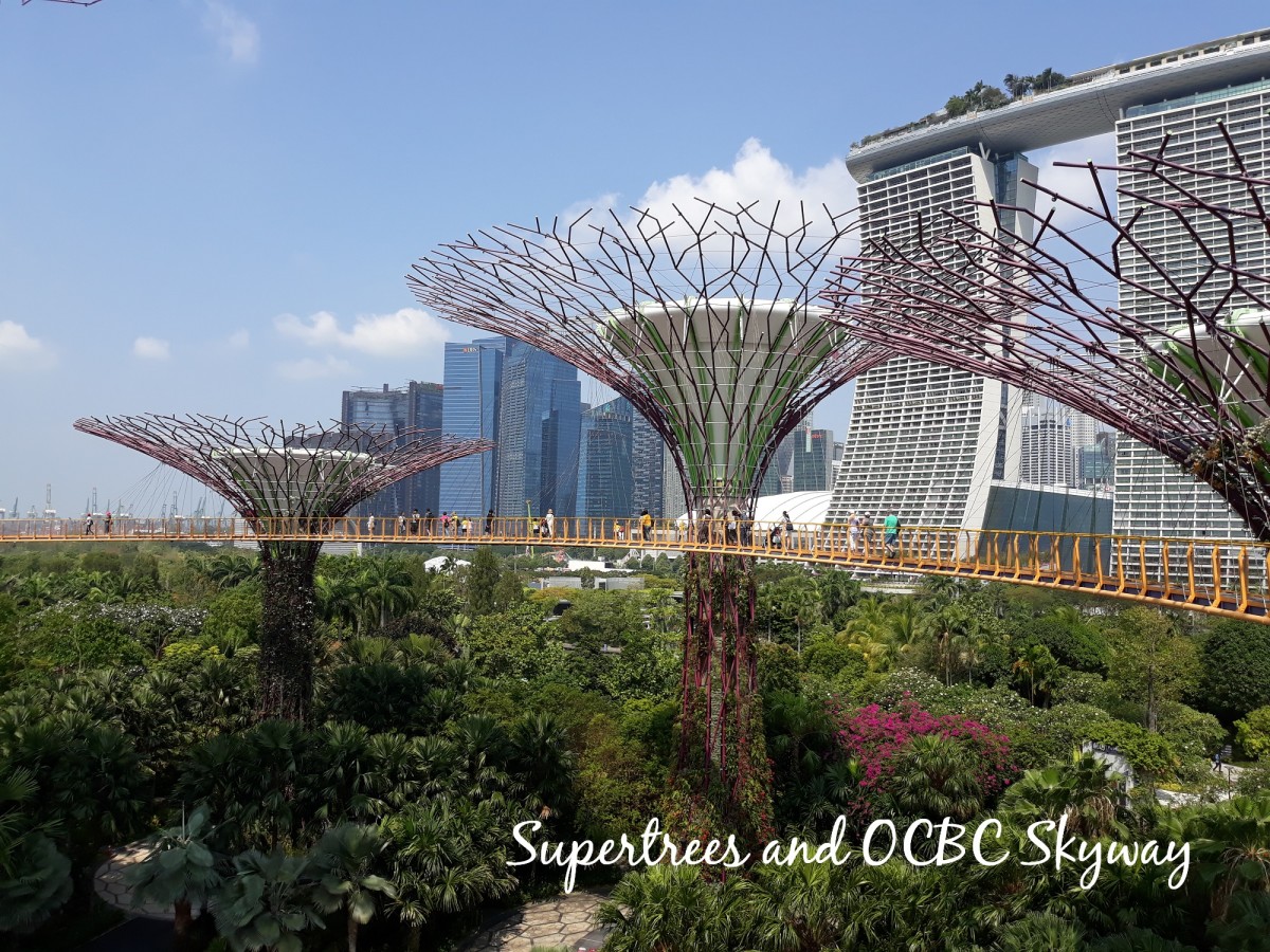 A suspended walkway amongst the tall trees.