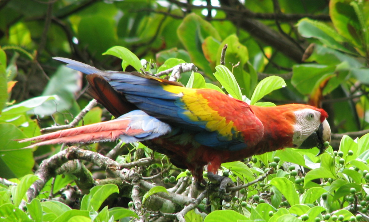 Scarlet macaw 