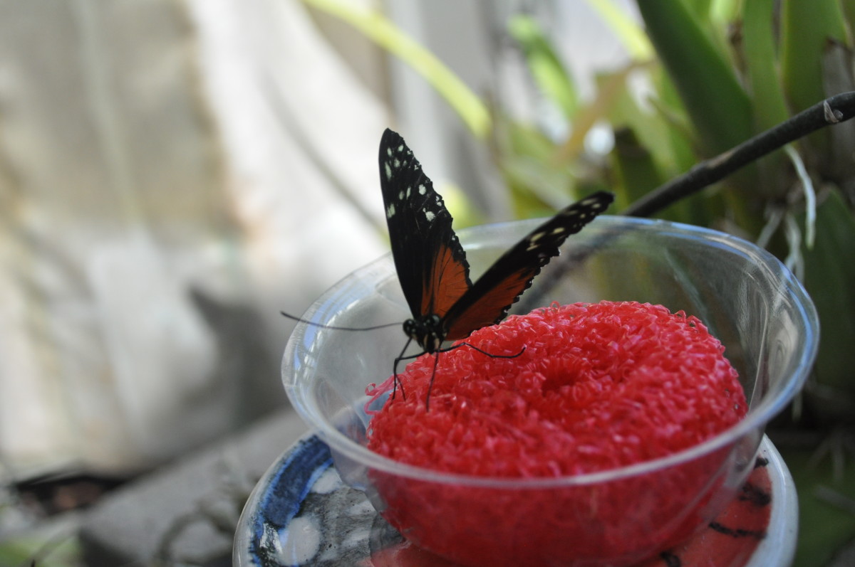 Butterfly Exhibit Dow Gardens in Midland Michigan WanderWisdom